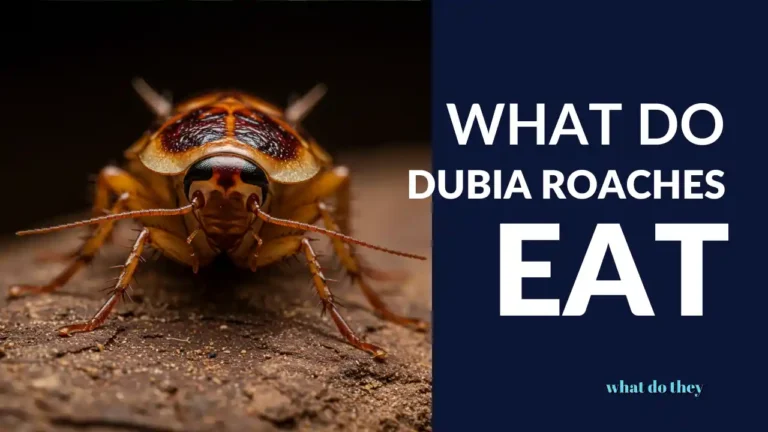What Do Dubia Roaches Eat