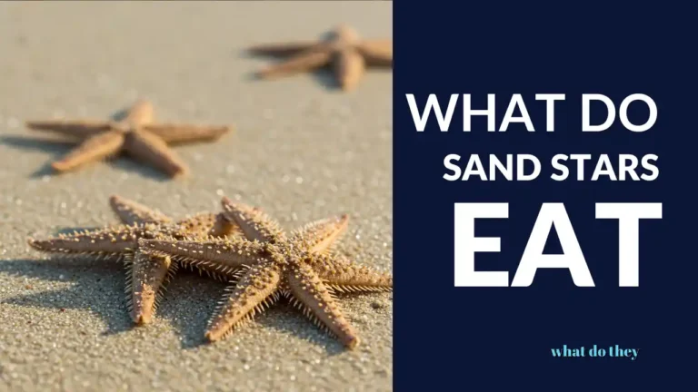 What Do Sand Stars Eat