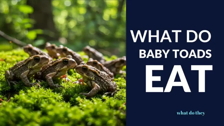 What Do baby toads Eat