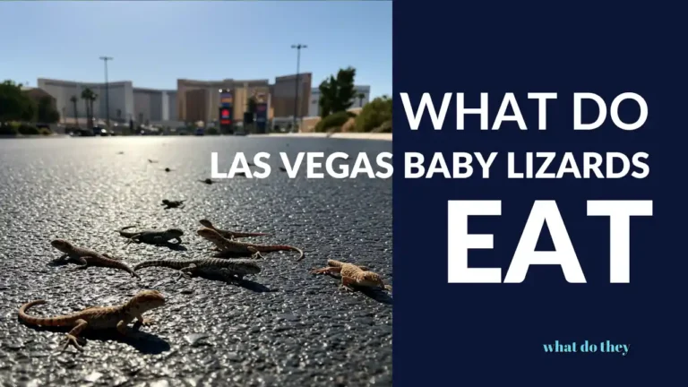 What Do las vegas baby lizards Eat