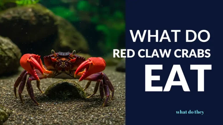 What Do red claw crabs Eat