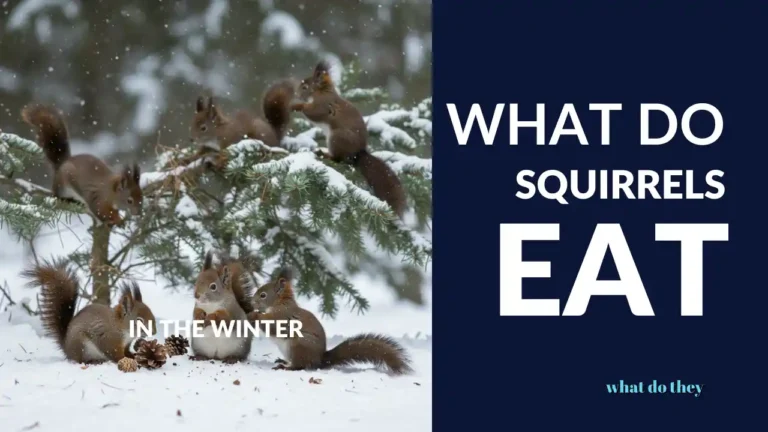 What Do squirrels eat in the winter