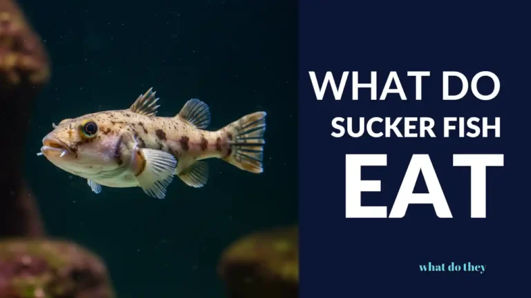 What Do sucker fish Eat