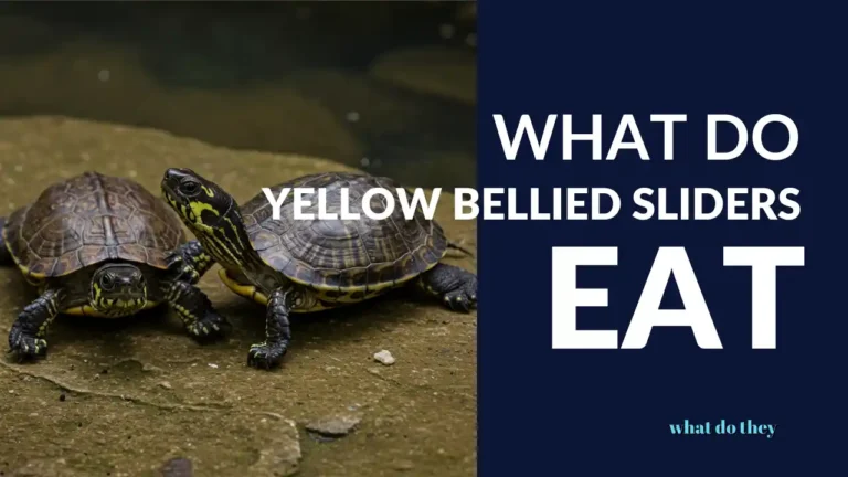What Do yellow bellied sliders Eat