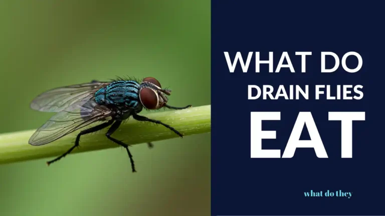 What do Drain Flies Eat - cover