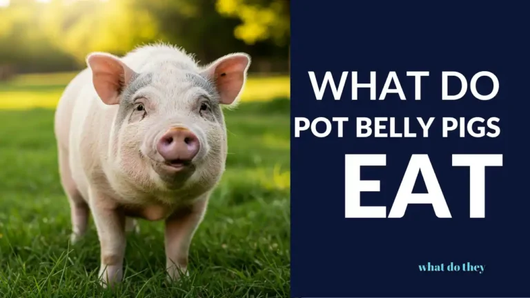 What do Pot Belly Pigs Eat - cover
