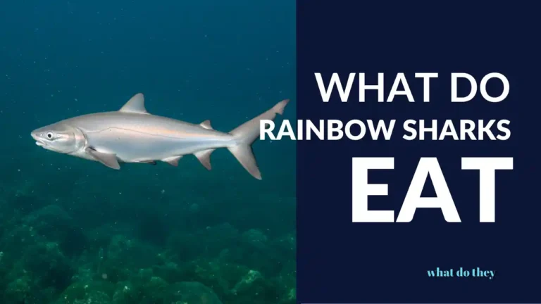 What do Rainbow Sharks Eat - Cover