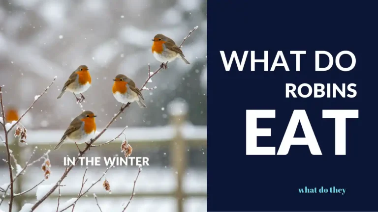 What do Robins Eat in the Winter - cover