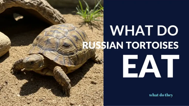What do Russian Tortoises Eat - cover