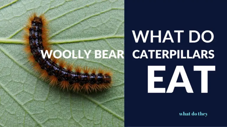 What do Woolly Bear Caterpillars Eat - cover