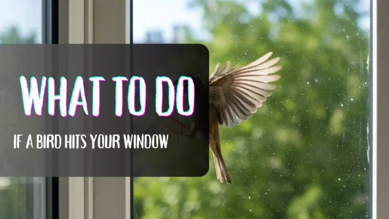 What to Do if a Bird Hits Your Window - cover