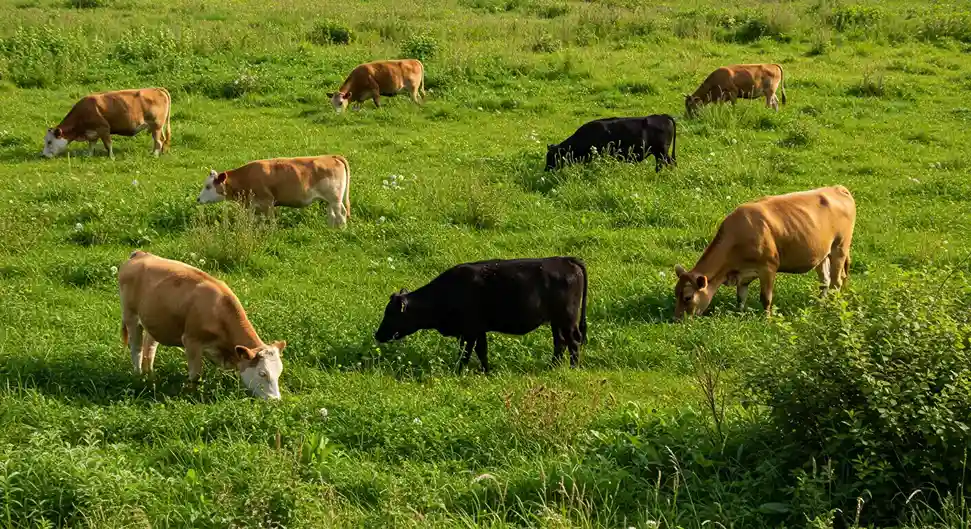 What do Mini Cows Eat - different breeds