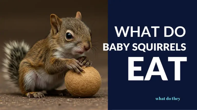 what do baby squirrels eat - cover